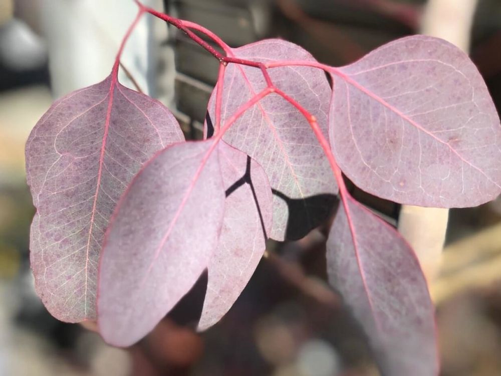 ユーカリ・ポポラス　赤茶色の葉