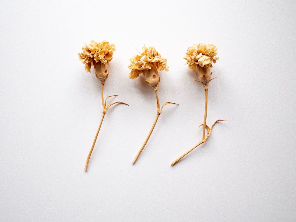 カーネーション　ドライフラワー 