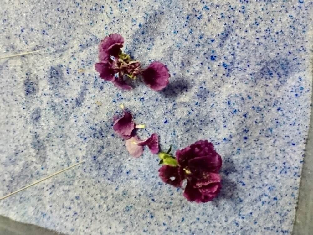 カーネーション　シリカゲル　ドライフラワー 