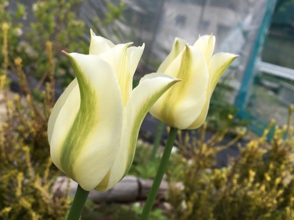 チューリップ　スプリンググリーン