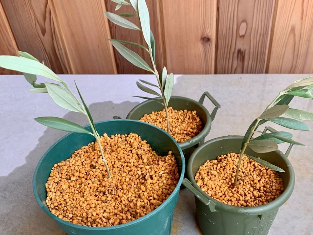 挿し木　鹿沼土