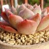 鹿沼土とは｜特徴や植物に合わせた使い方は？赤玉土との違いは？の画像