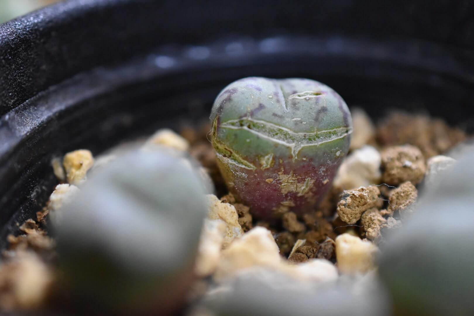 コノフィツムの育て方 脱皮する多肉植物 植え替えのコツは Greensnap グリーンスナップ