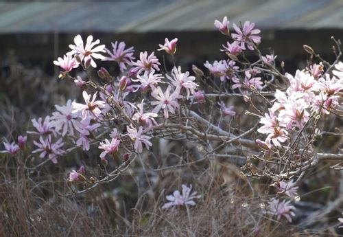 コブシの花言葉 花の特徴や開花時期 モクレンとの見分け方は Greensnap グリーンスナップ