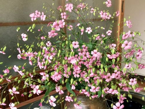 ピンクの花図鑑 人気の品種を 春 夏 秋 冬の季節別にご紹介します Greensnap グリーンスナップ ピンクの花図鑑 人気の品種を 春 夏 秋 冬の季節別にご紹介します Greensnap グリーンスナップ