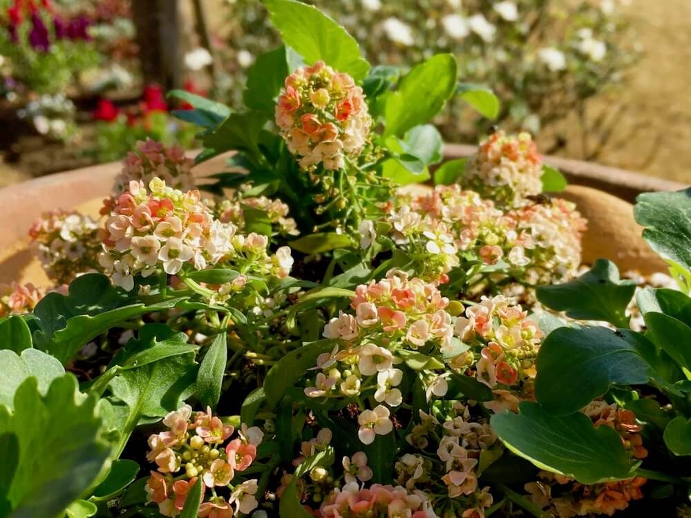 スイートアリッサム