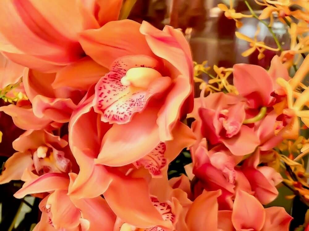 シンビジューム　シンビジウム