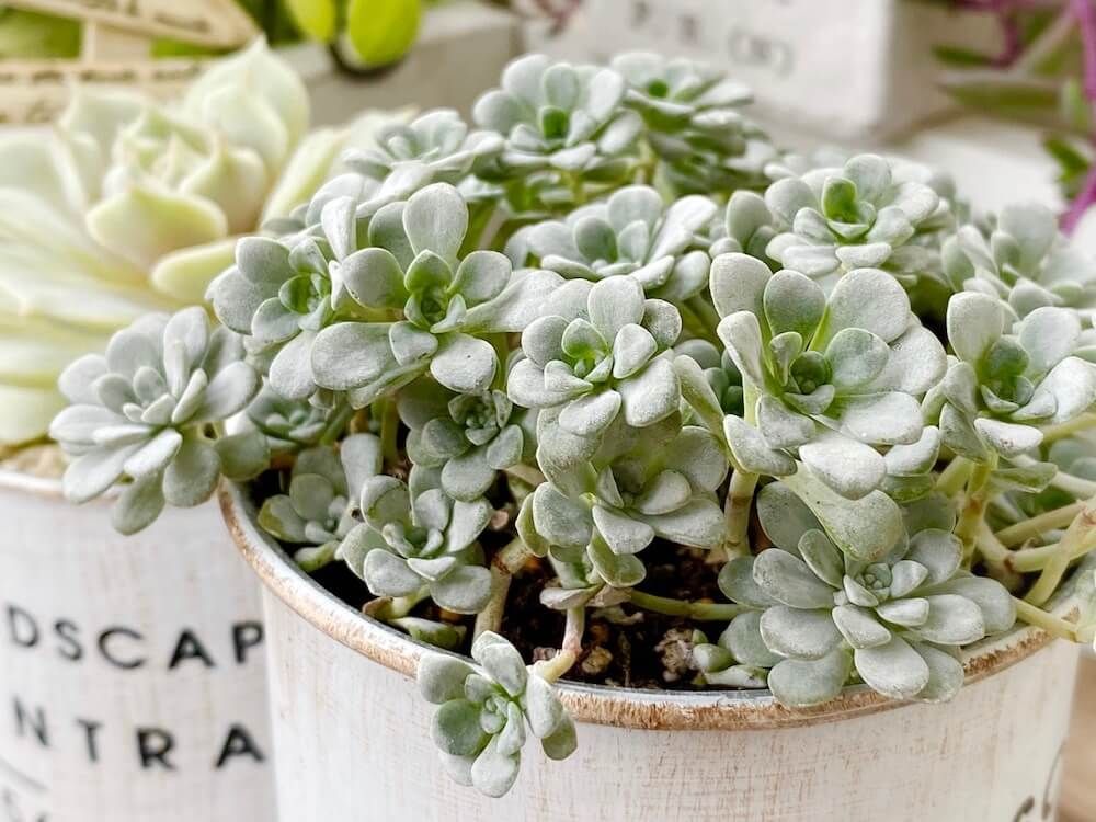 セダム　白雪ミセバヤ　白い株