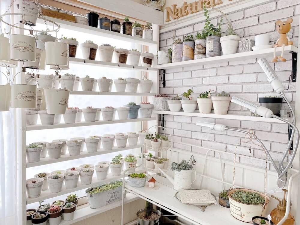 多肉植物　インテリア