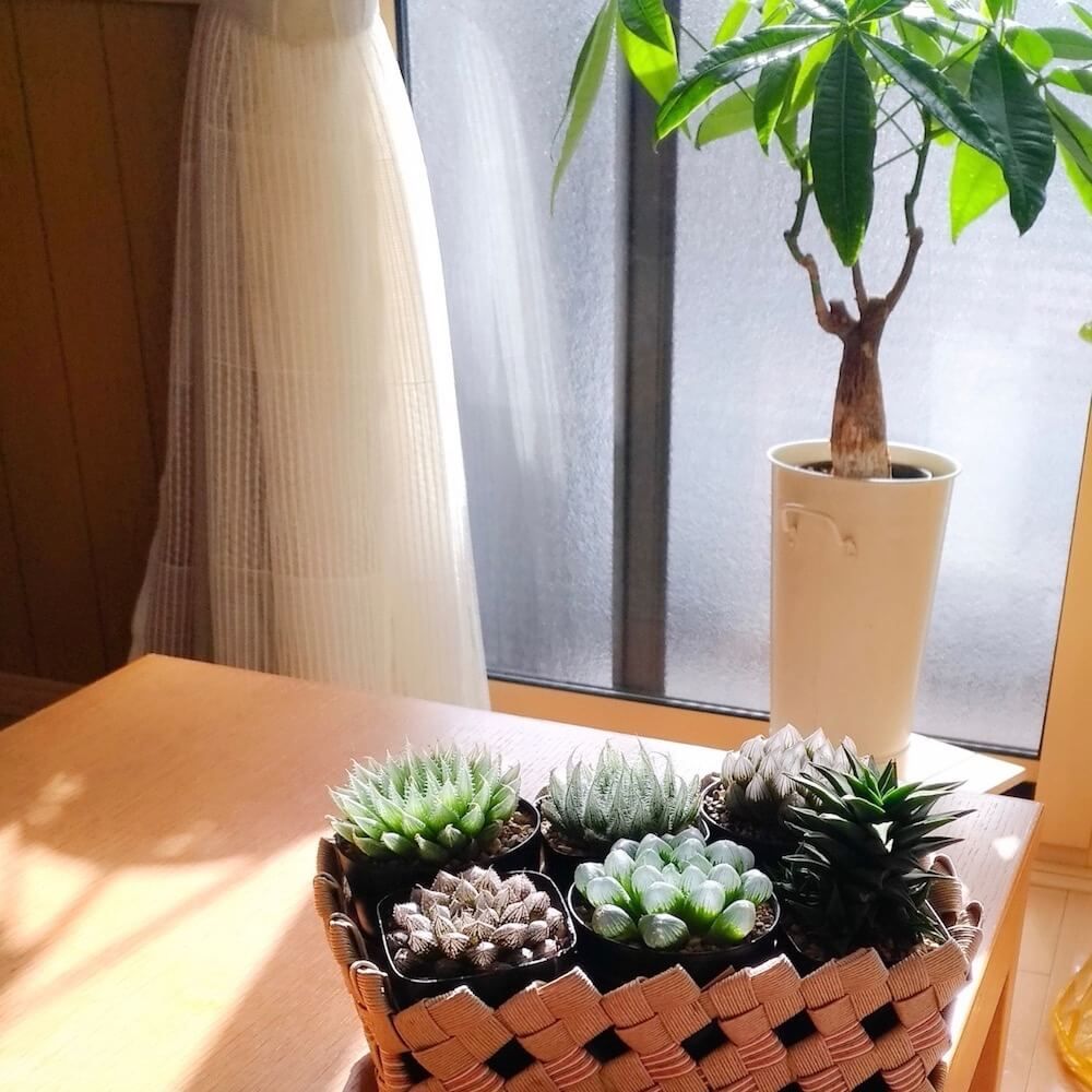 多肉植物　インテリア