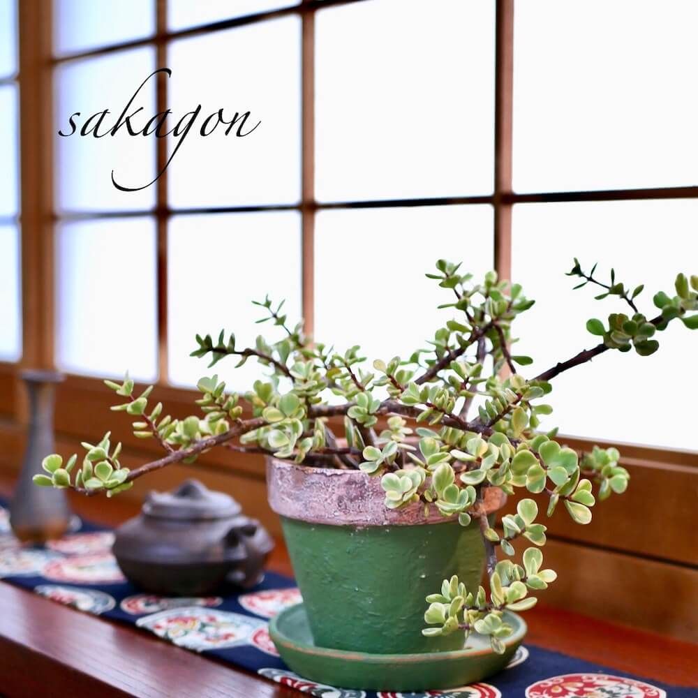 多肉植物　インテリア