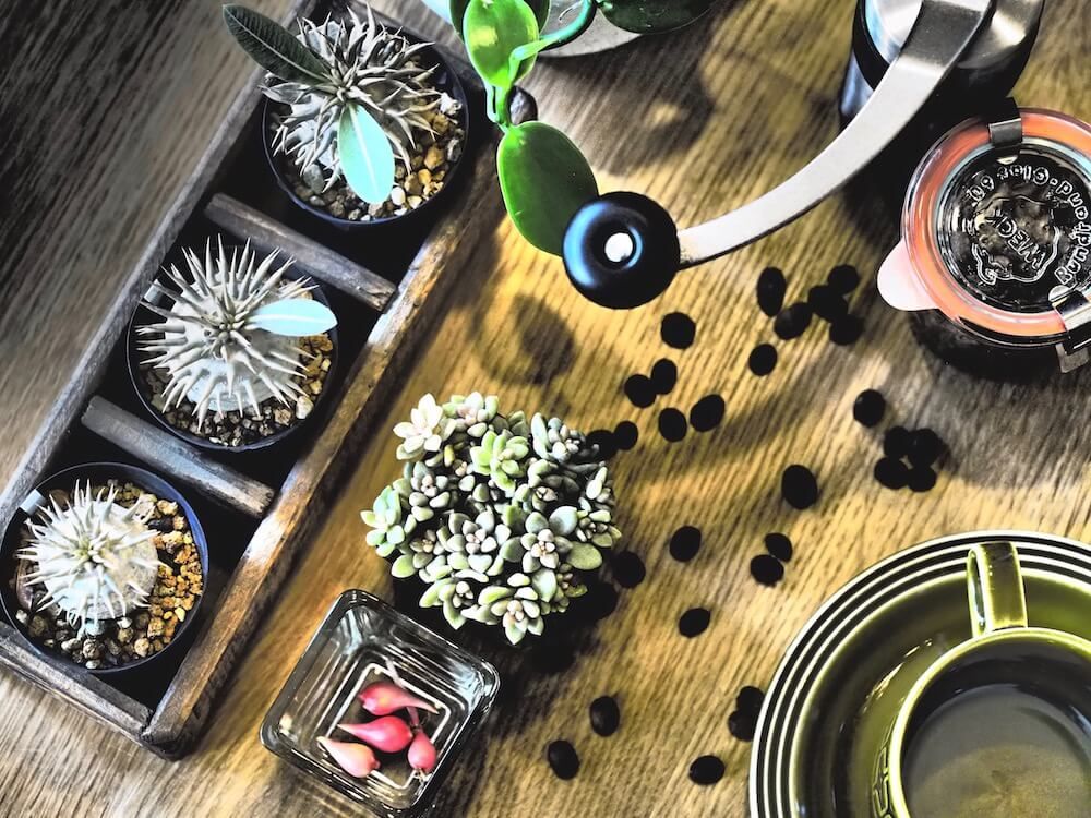 多肉植物　インテリア