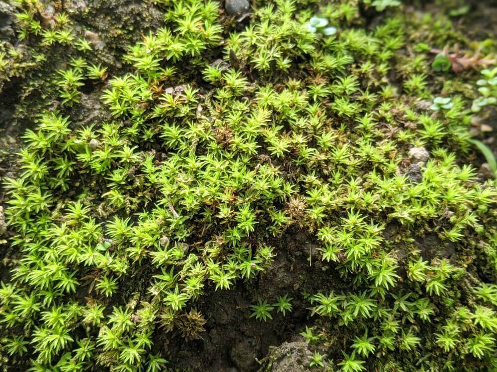 初心者もわかる苔の育て方 植え方や増やし方 水やり頻度 室内での管理方法は Greensnap グリーンスナップ