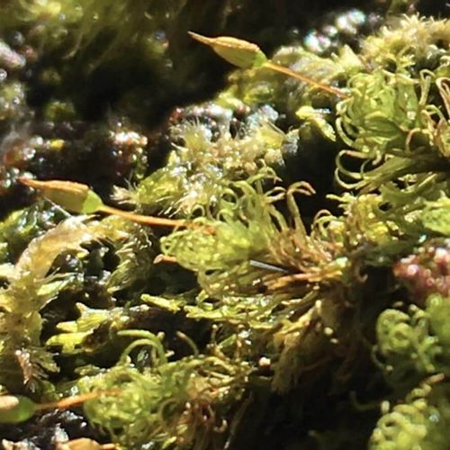 苔 コケ の種類 苔庭 苔玉 苔テラリウムにおすすめの品種は 庭に生えるのは Greensnap グリーンスナップ