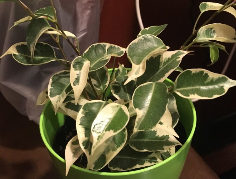 フィカス　ゴムの木