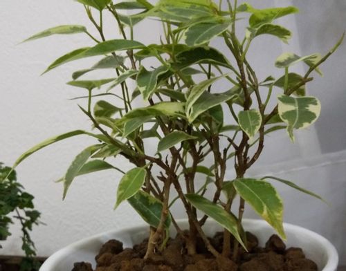ゴムの木 フィカス の種類 観葉植物として人気の品種11選 Greensnap グリーンスナップ