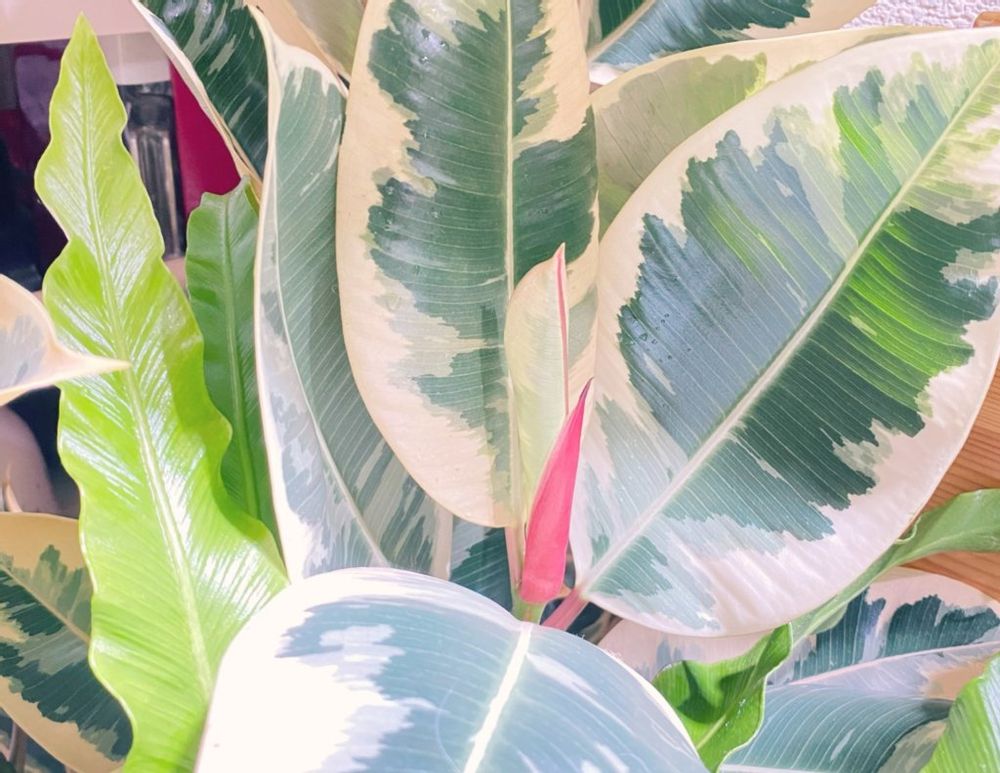 フィカス　ゴムの木