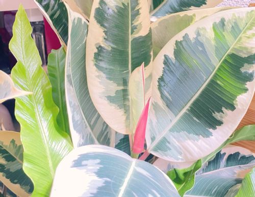 ゴムの木 フィカス の種類 観葉植物として人気の品種10選 Greensnap グリーンスナップ ゴムの木 フィカス の種類 観葉植物として人気の品種10選 Greensnap グリーンスナップ