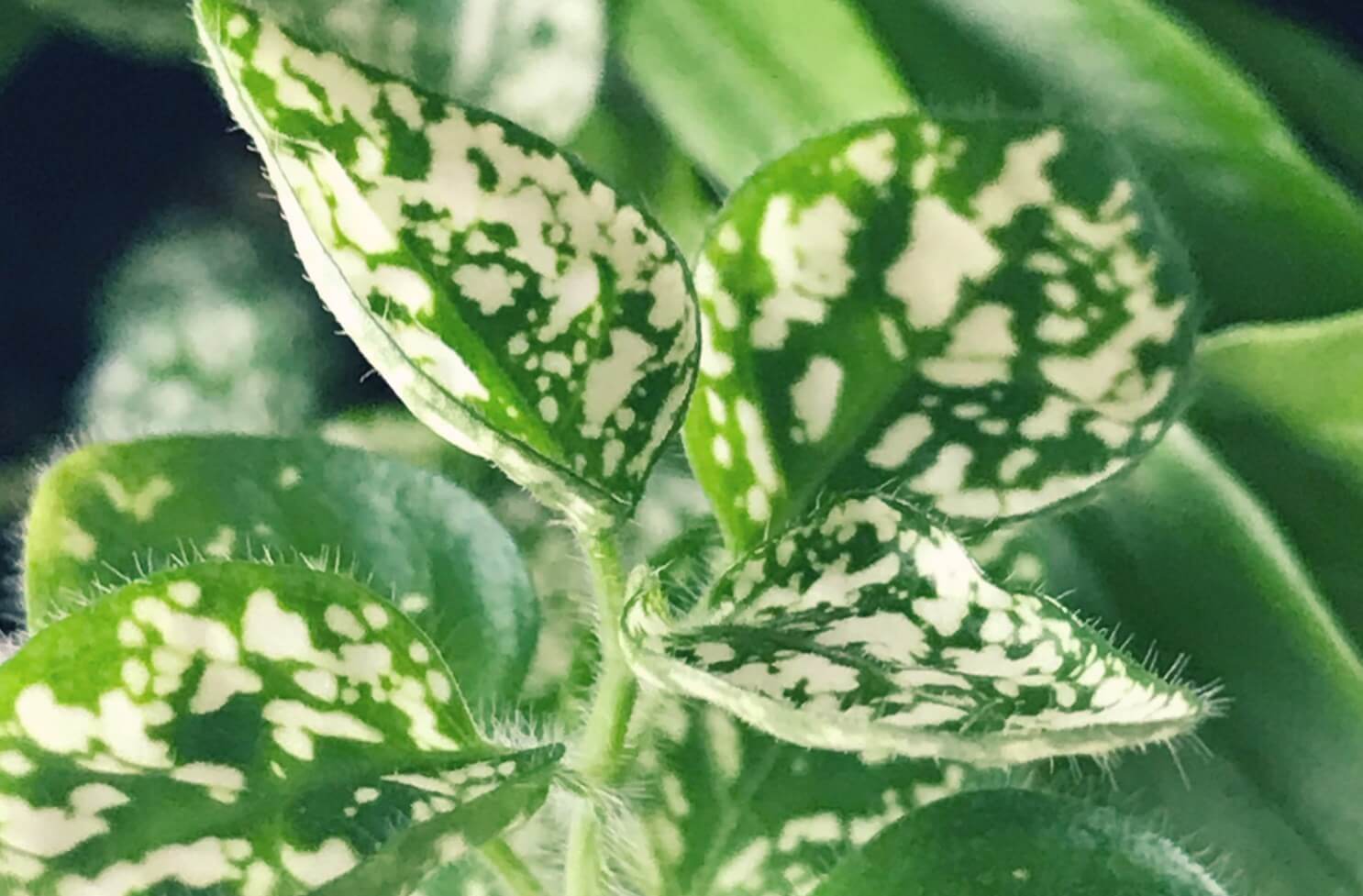 観葉植物の葉っぱのトラブル原因 対策まとめ 茶色い 白い斑点 葉が落ちるのはなぜ Greensnap グリーンスナップ