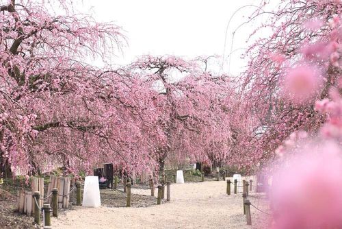 期間限定開催 幻想的で美しい鈴鹿の森庭園の しだれ梅まつり を見てみよう Greensnap グリーンスナップ