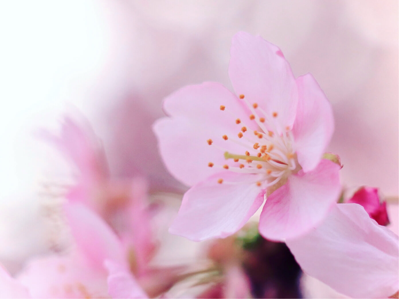 寒桜 カンザクラ とは 見頃の季節や開花時期 名所はどこ Greensnap グリーンスナップ