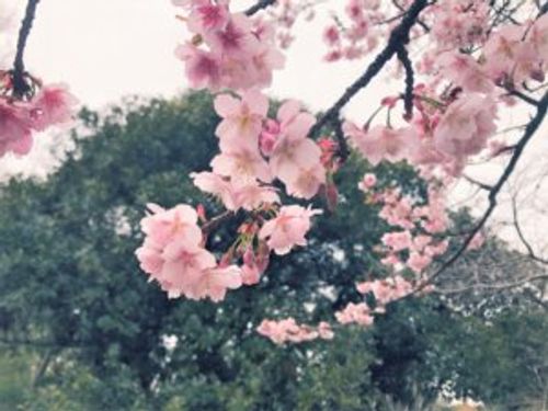 寒桜 カンザクラ とは 見頃の季節や開花時期 名所はどこ Greensnap グリーンスナップ