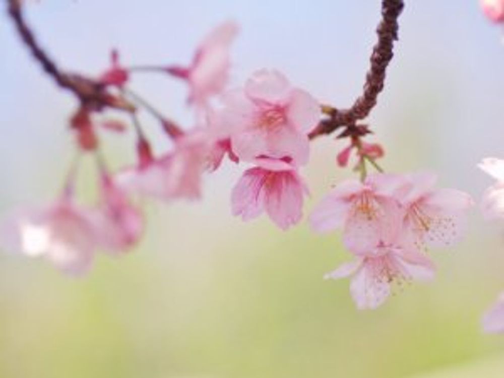 寒桜