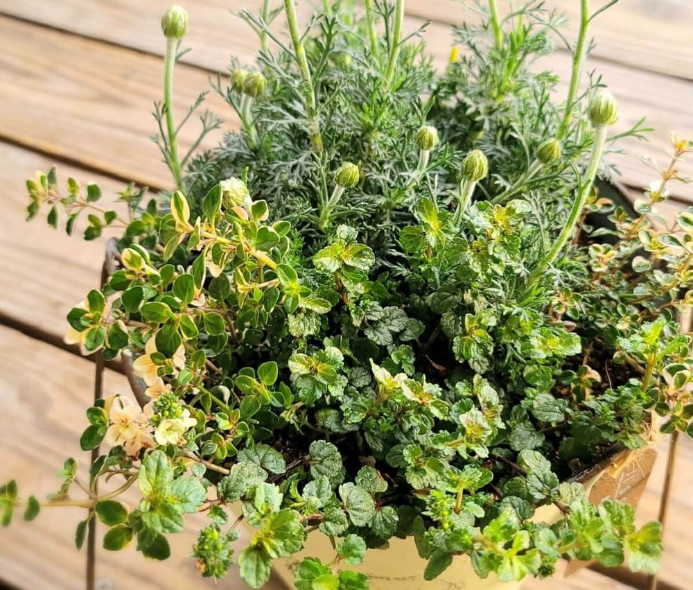 ハーブの寄せ植え