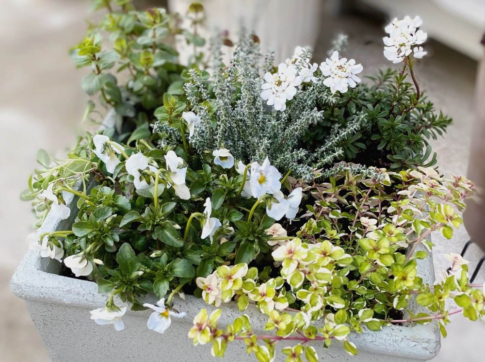 ハーブの寄せ植え