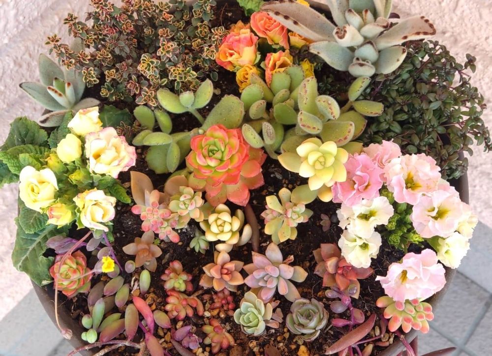 ハーブの寄せ植え