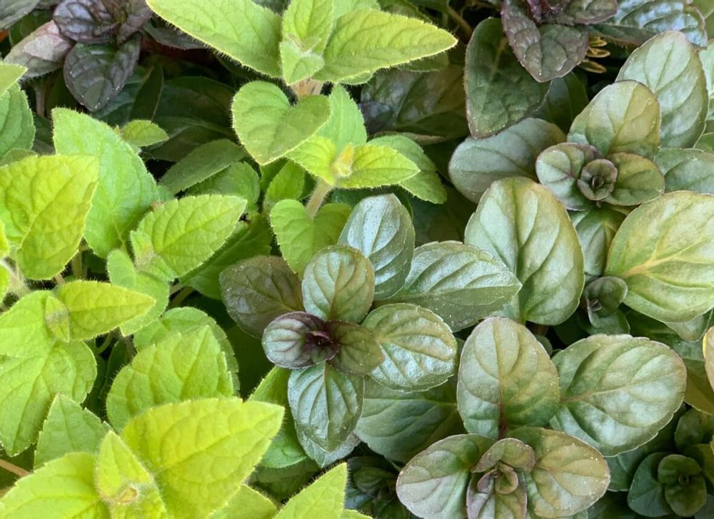 ハーブの寄せ植え