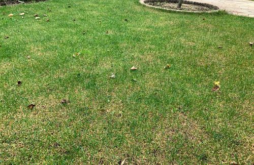芝生の肥料 時期や頻度 効果やおすすめの選び方は Greensnap グリーンスナップ