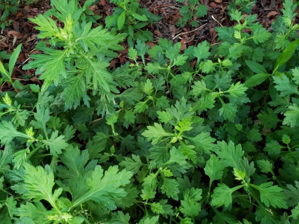 よもぎ　地植え　葉