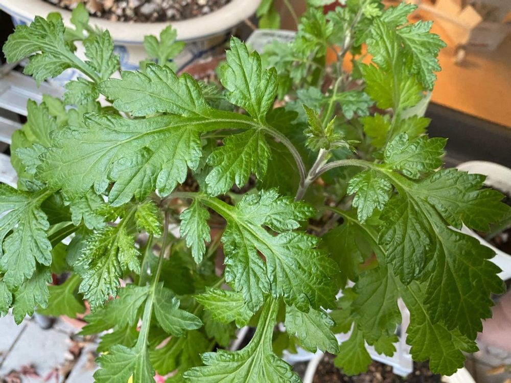 よもぎ　鉢植え　葉