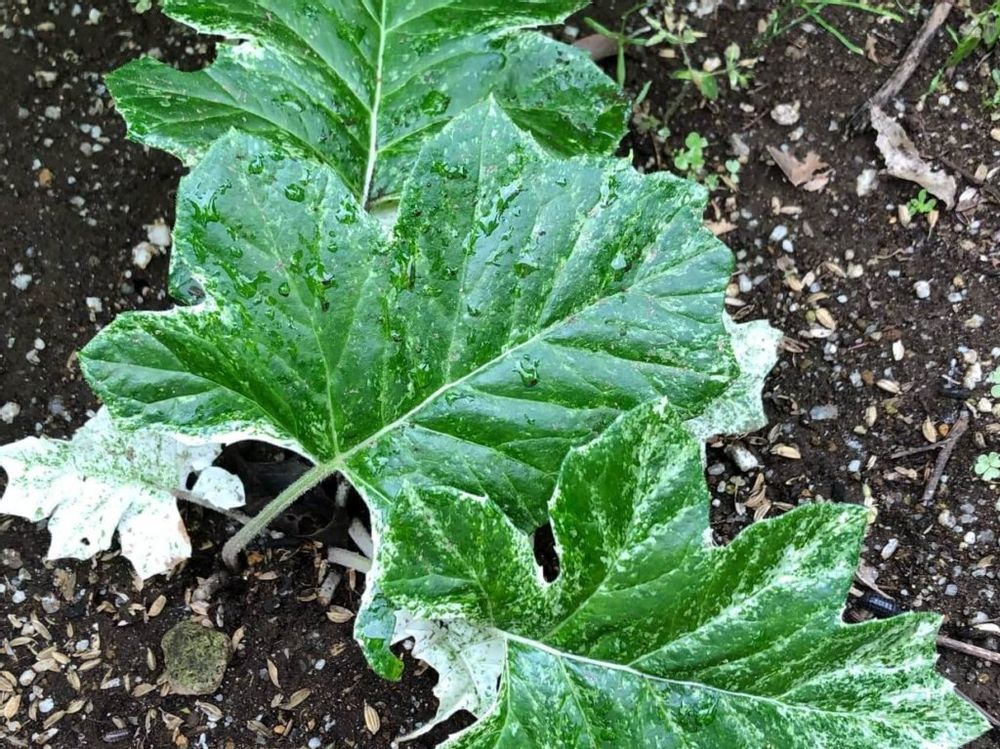 アカンサス　葉　地面