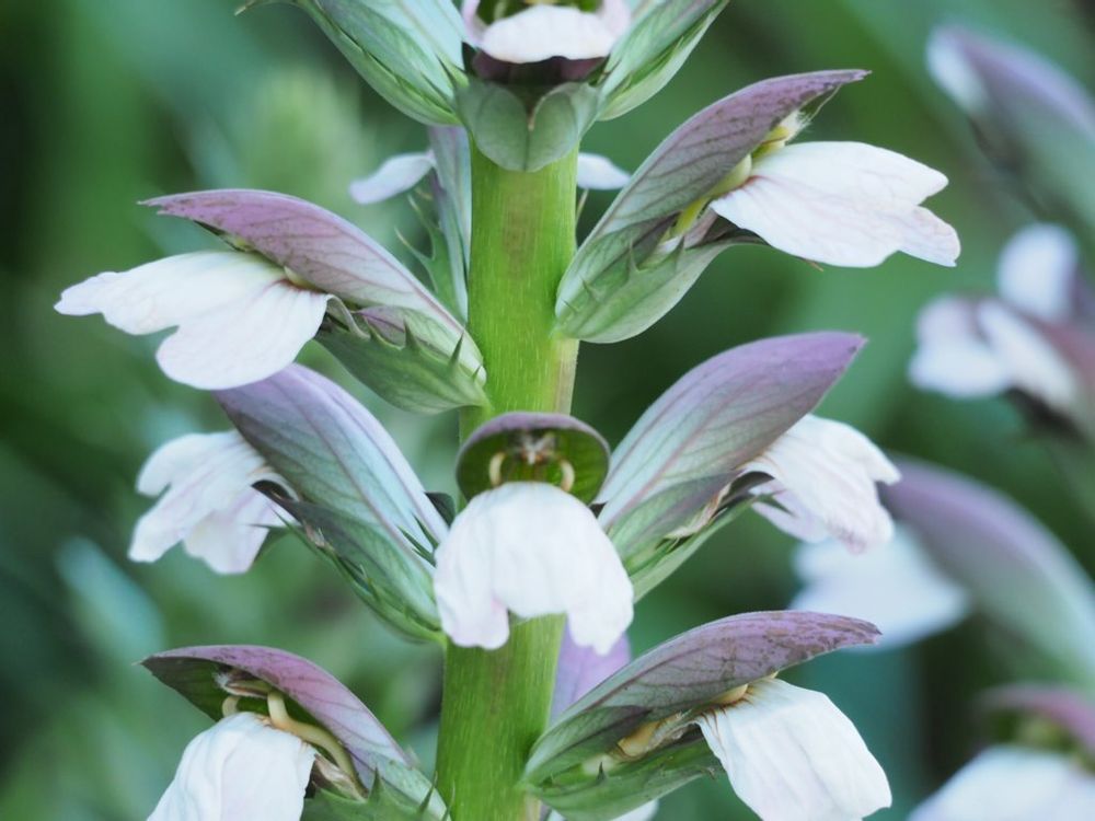 アカンサス　白い花