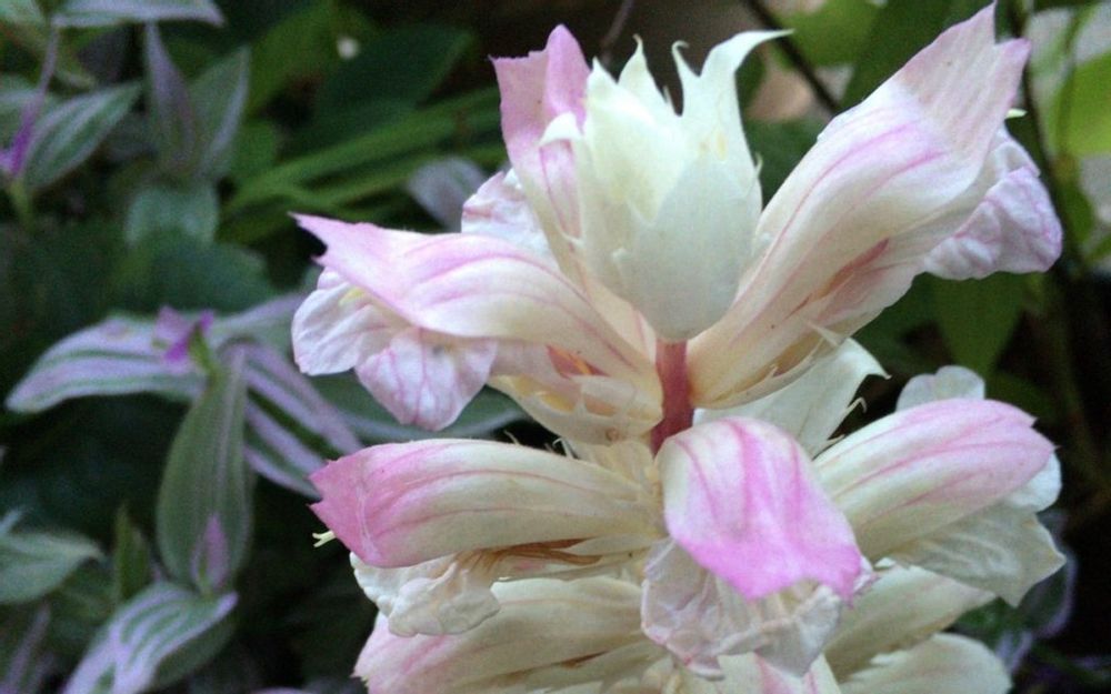 アカンサス　白い花