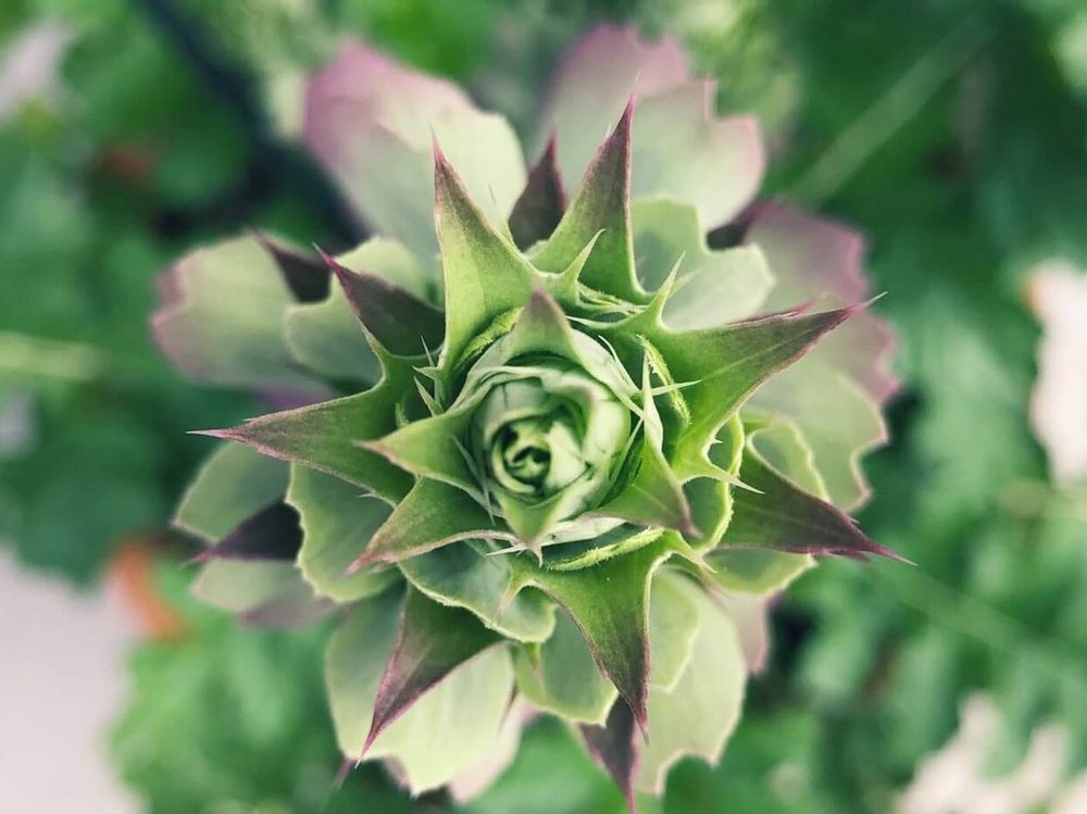 アカンサス　葉