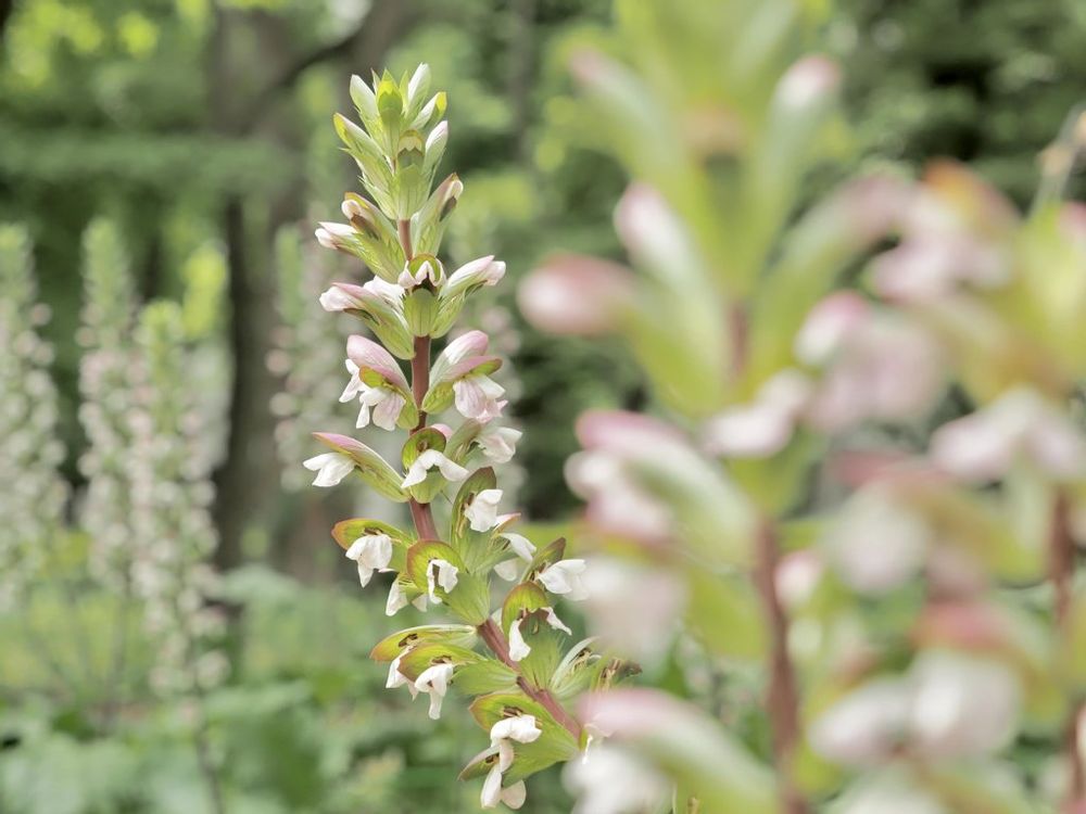 アカンサス　白い花