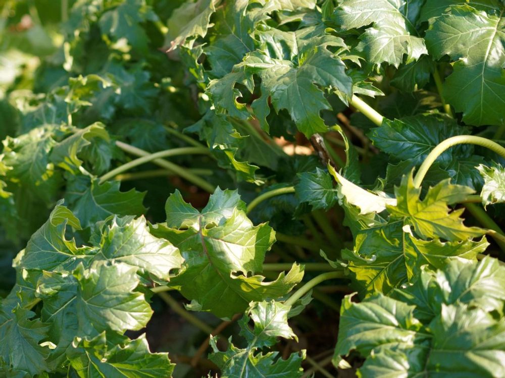 アカンサス　葉　地植え