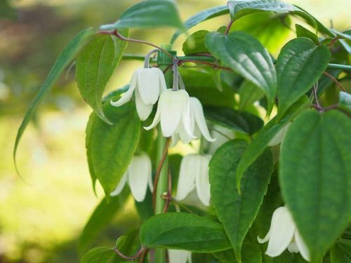 クレマチスの挿し木 時期や増やし方のコツとは その後の管理方法は Greensnap グリーンスナップ クレマチスの挿し木 時期や増やし方のコツとは その後の管理方法は Greensnap グリーンスナップ