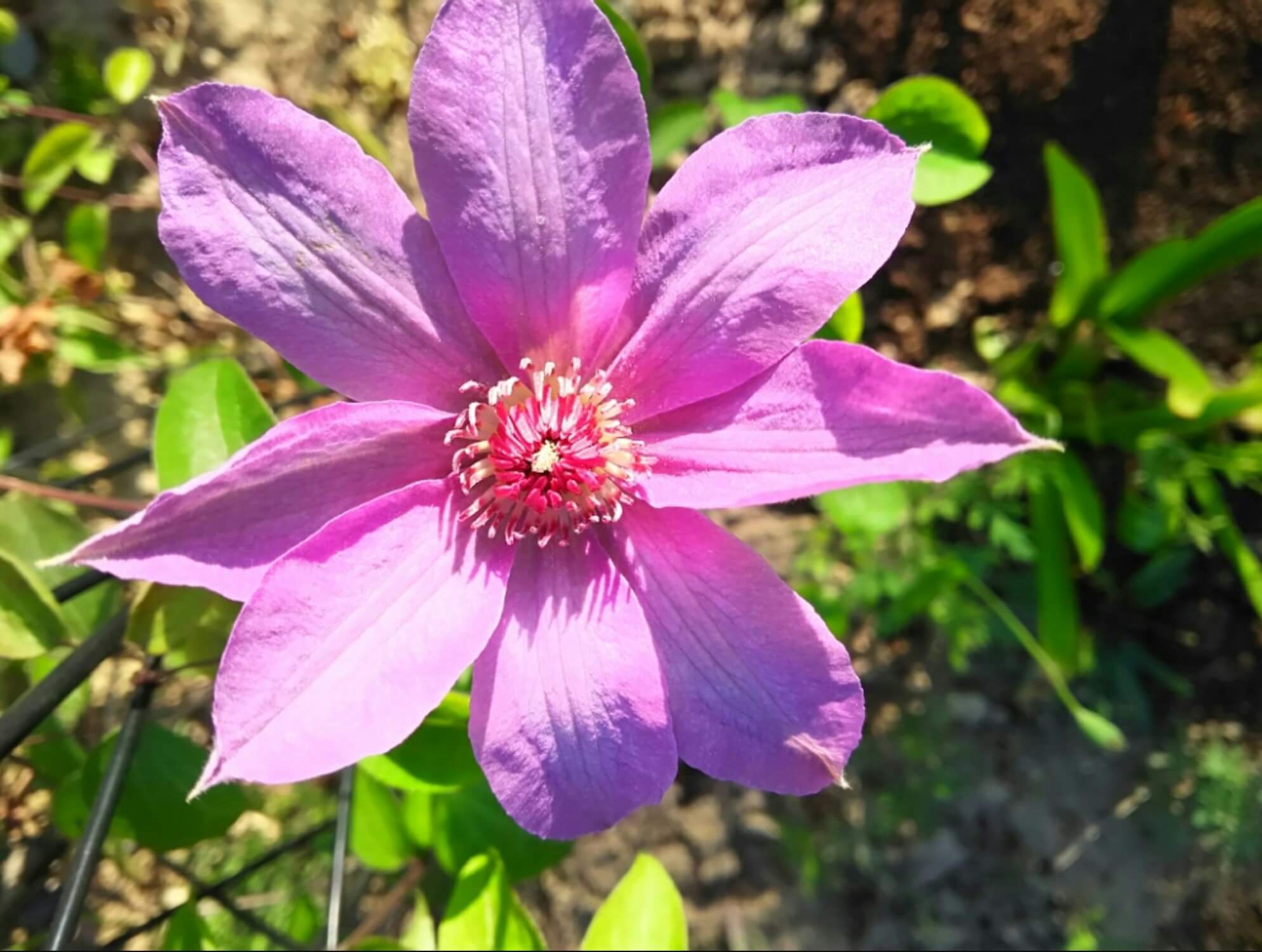 クレマチス　ピンク色の花