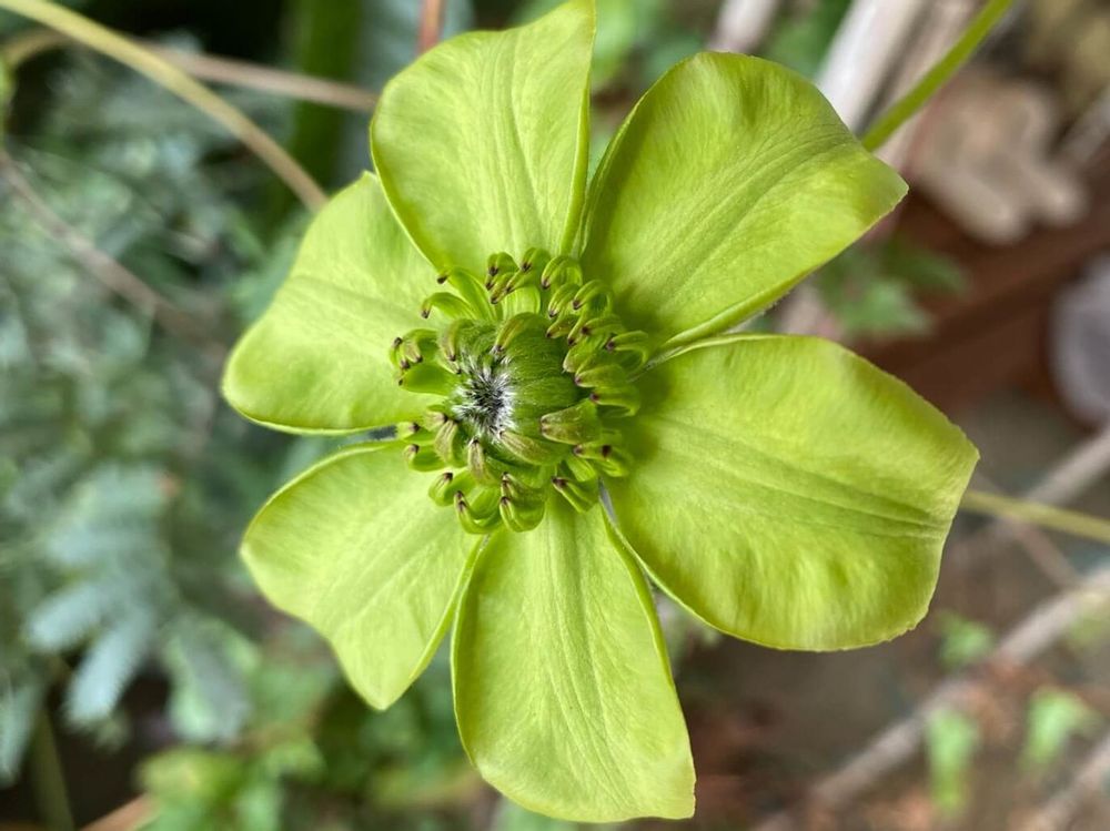 クレマチス　緑色の花