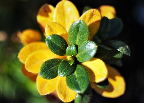 サツキの花言葉 花の特徴や種類は ツツジと意味は異なる Greensnap グリーンスナップ