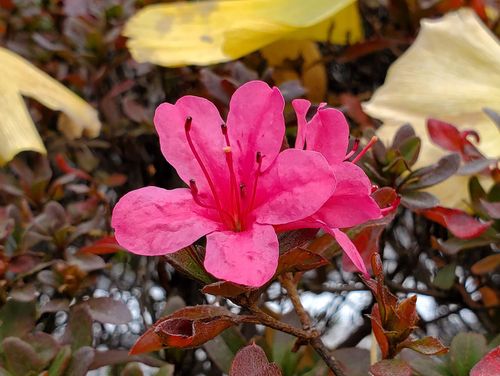 サツキの花言葉 花の特徴や種類は ツツジと意味は異なる Greensnap グリーンスナップ