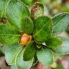 モロヘイヤの花言葉 種類や特徴 家庭菜園でおすすめ Greensnap グリーンスナップ