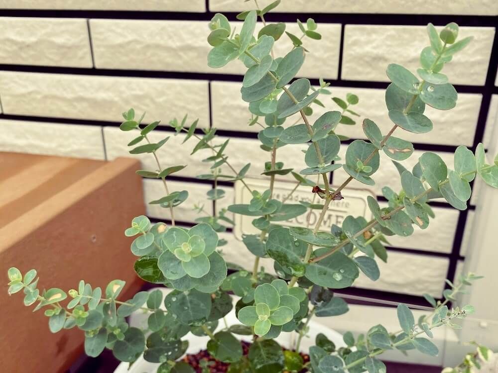 写真　ユーカリ・グニー