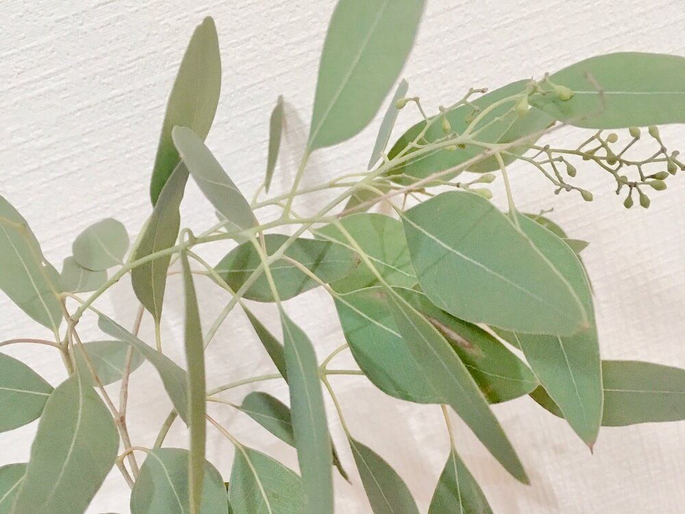 写真　レモンユーカリ