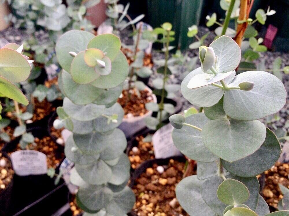 写真　ユーカリ銀世界