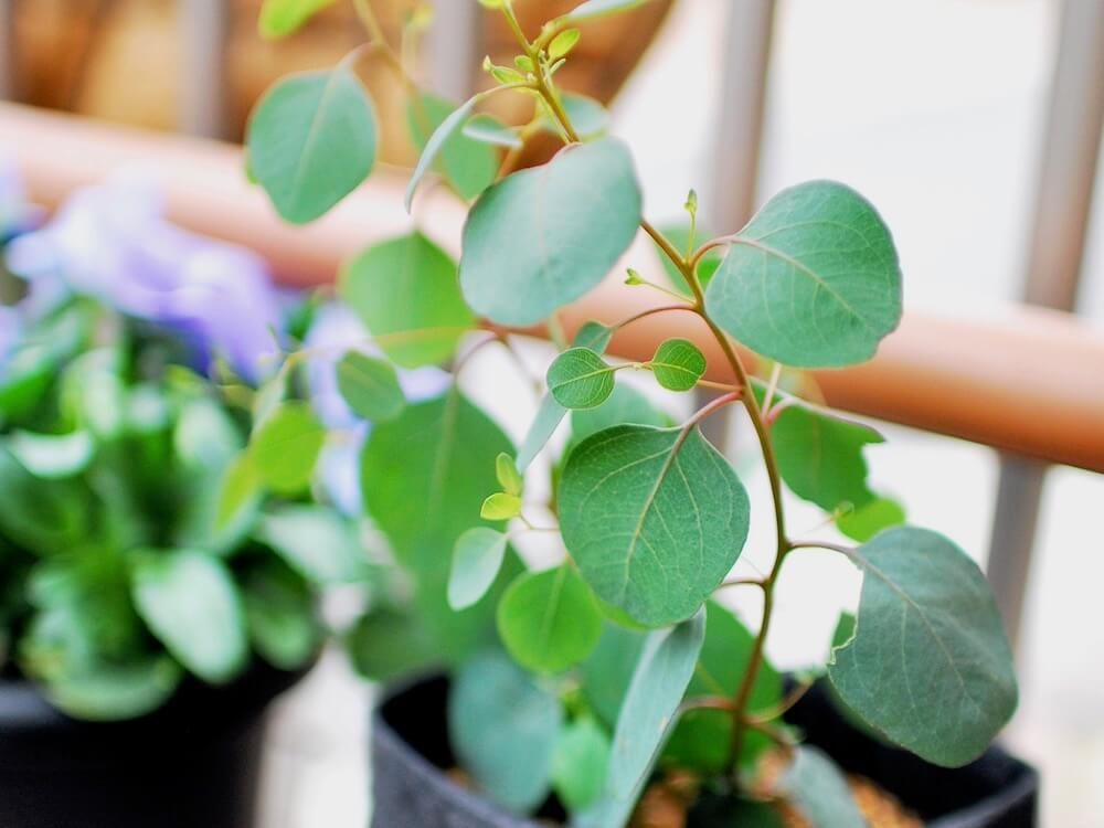 写真　ユーカリ・ポポラス